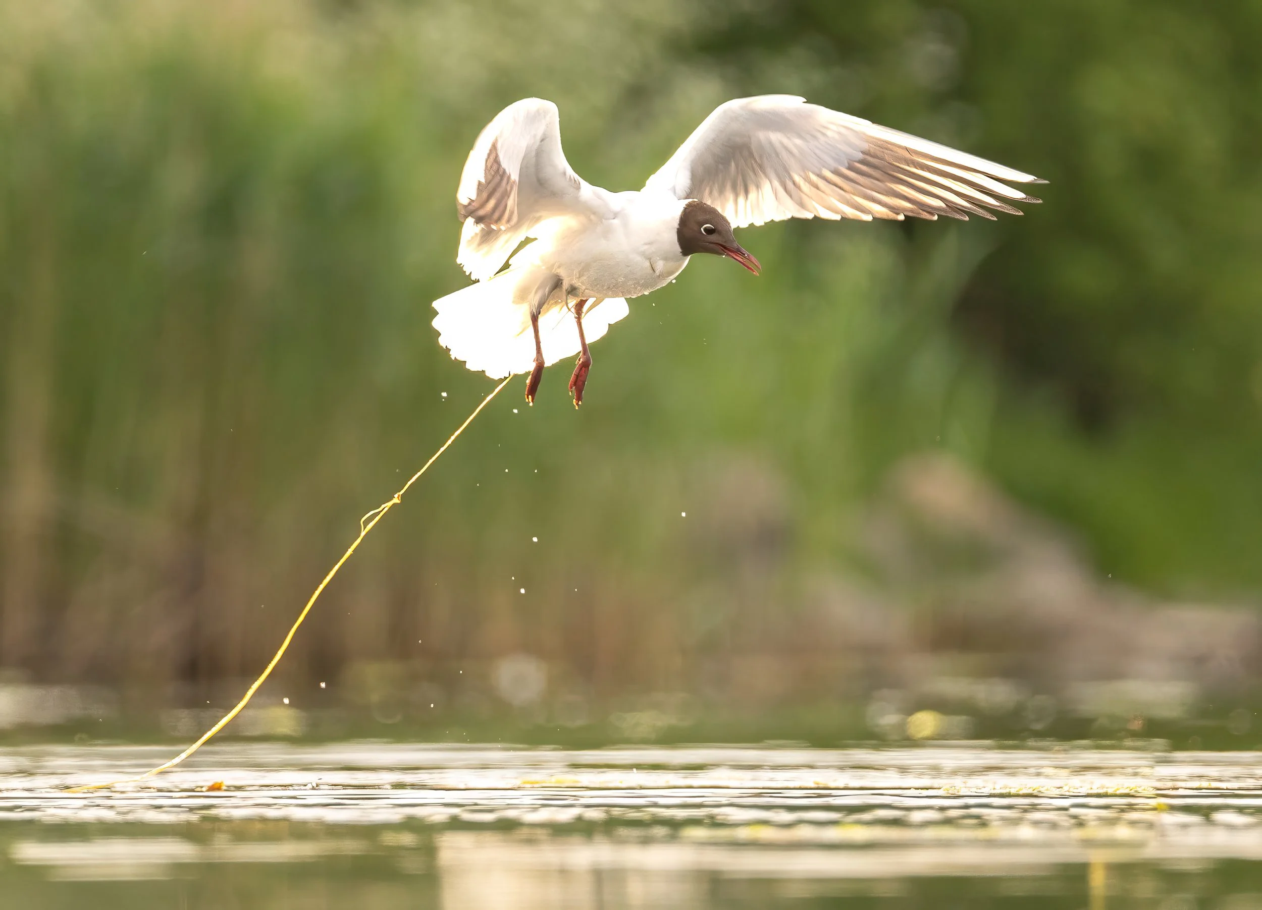 A hooded gull flying just above water surface, a string of seaweed hangning from its leg
