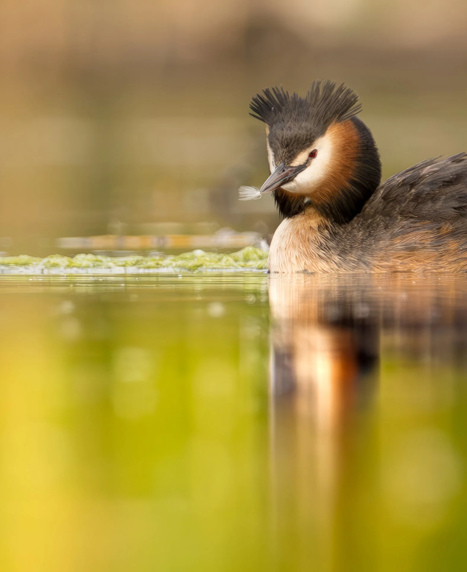 Crestes grebe collecting for nest at sunrise in Copenhagen