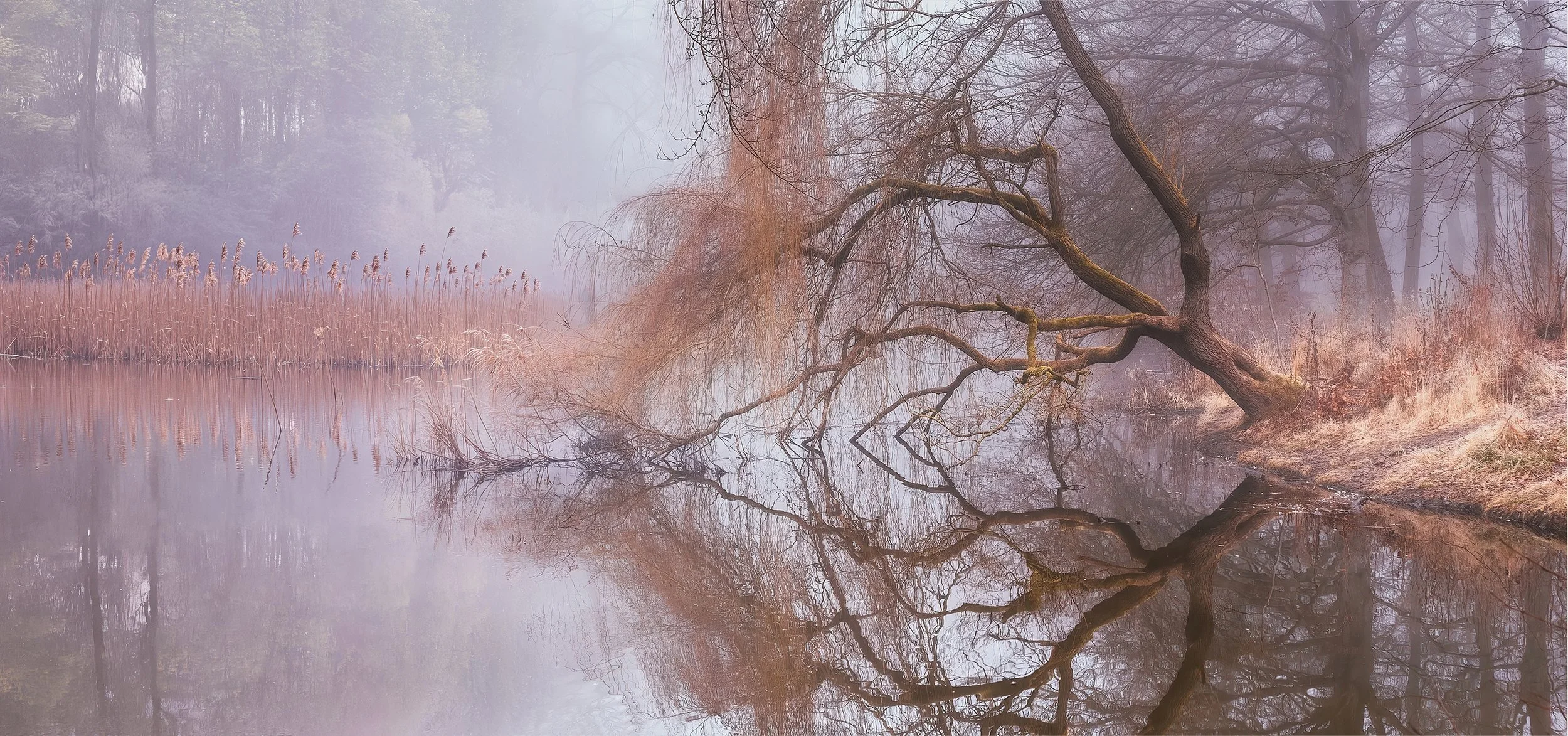 A mystic scenery with mist over a lake, a large tree hangning out with its branches touching the water