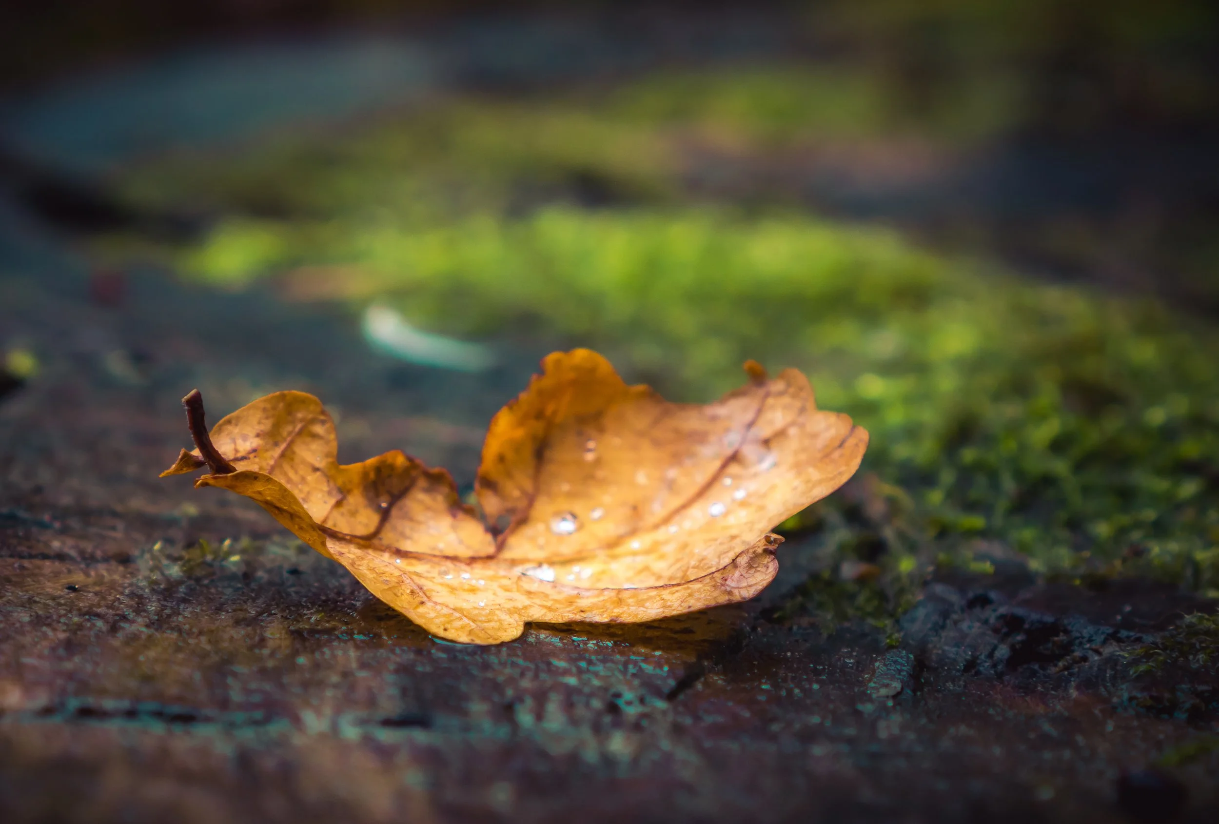 Golden fallen leaf resting on wet moss-covered forest floor