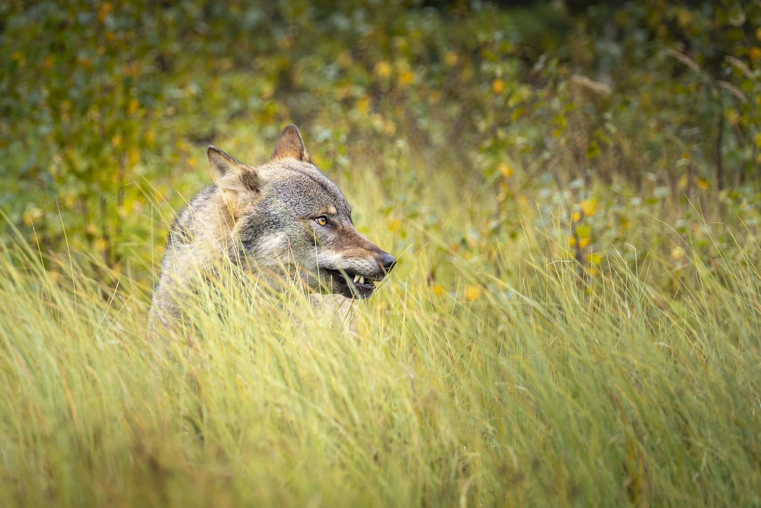 Wild wolf partially hidden in tall grass in the Finnish wilderness