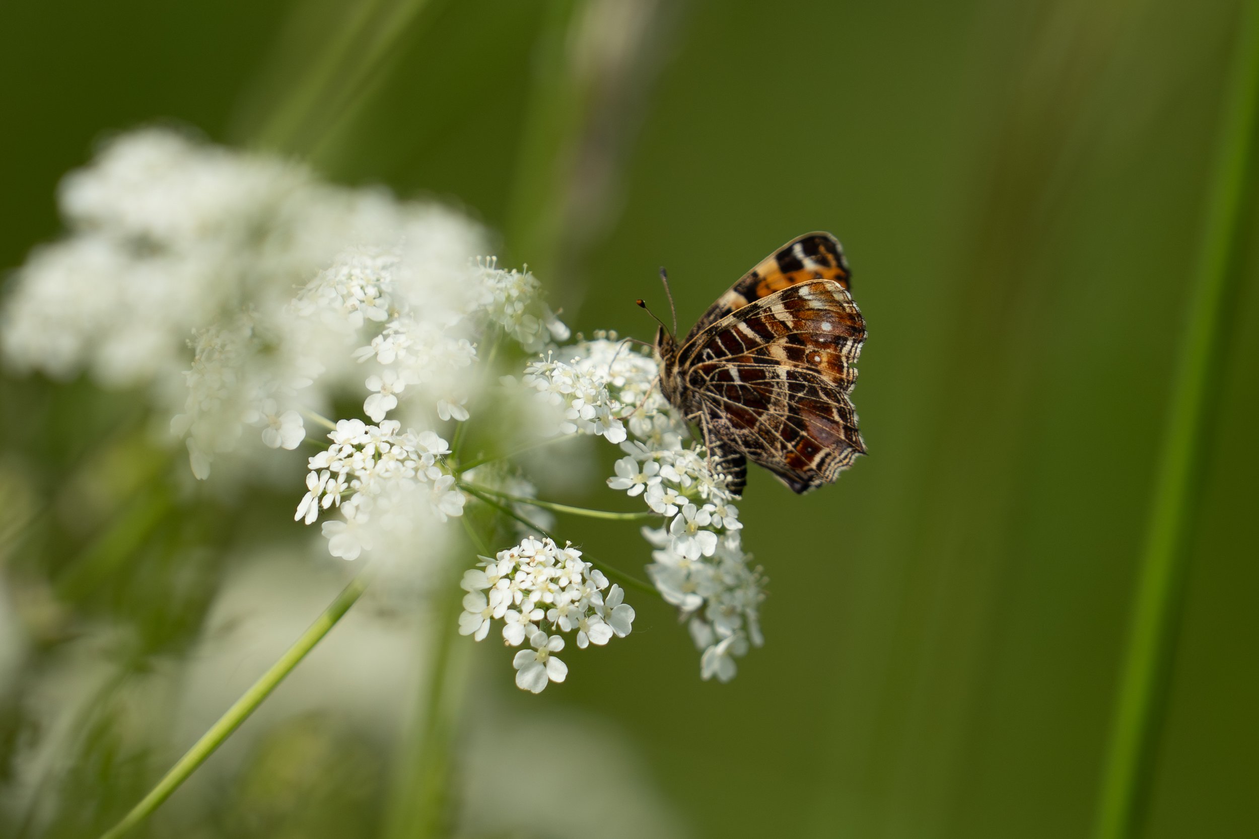 Kortsommerfugl sidder på hvid mark blomst med en lækker grøn bokeh baggrund