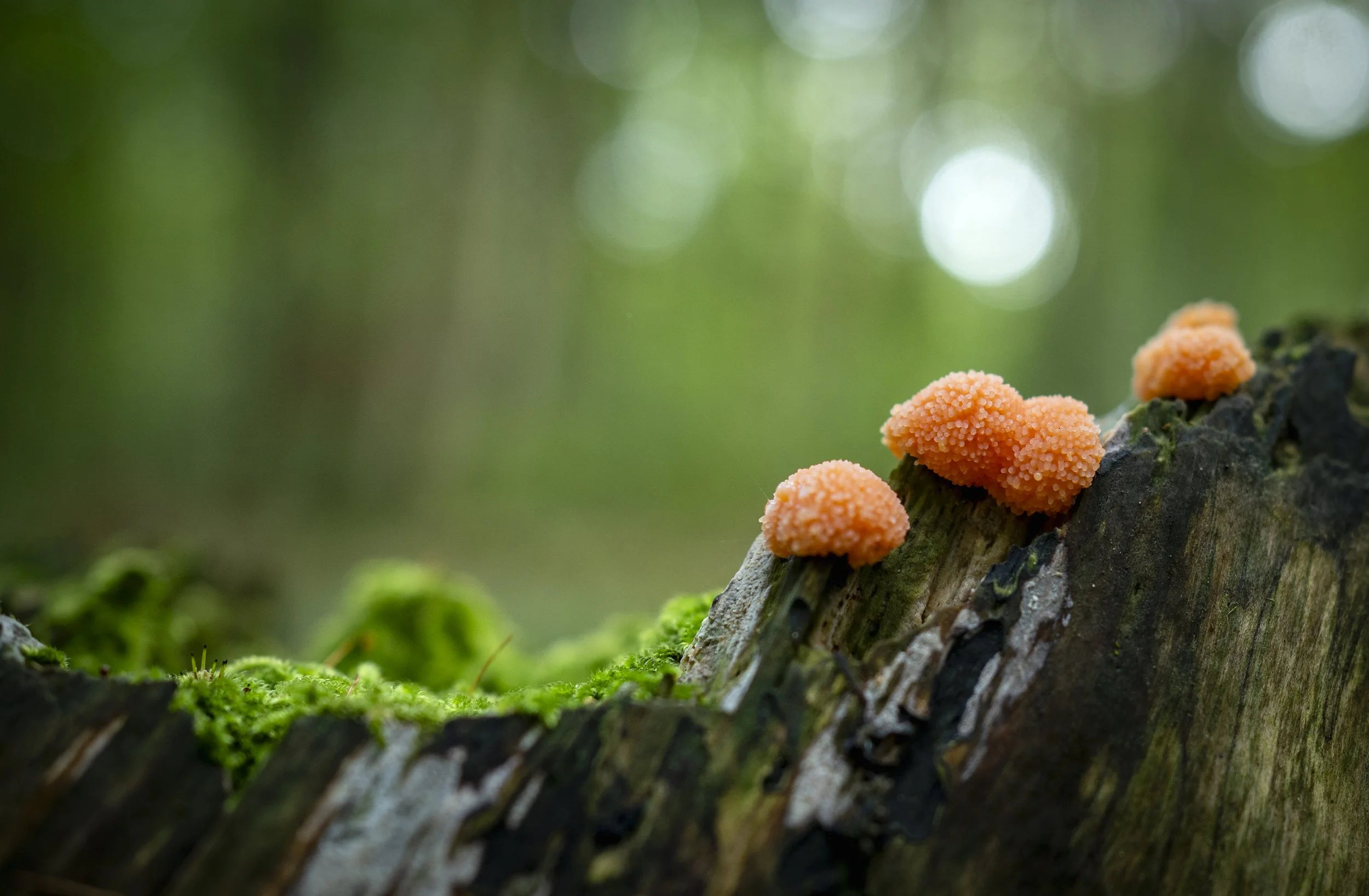 Bright orange slime mold growing on moss-covered wood in the forest