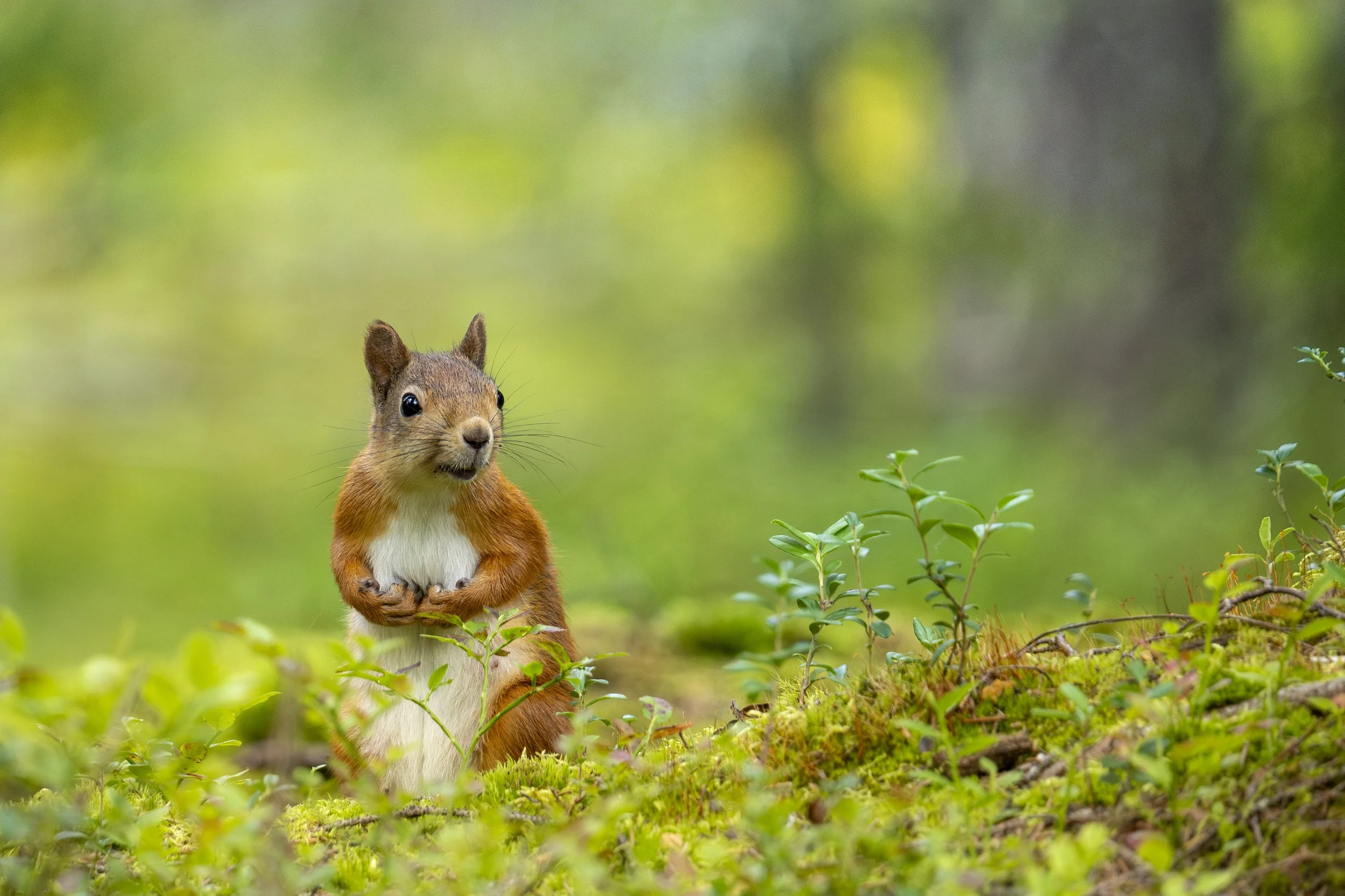 Curious red squirrel photographed in the Finnish forest near Kuhmo Bear Centre