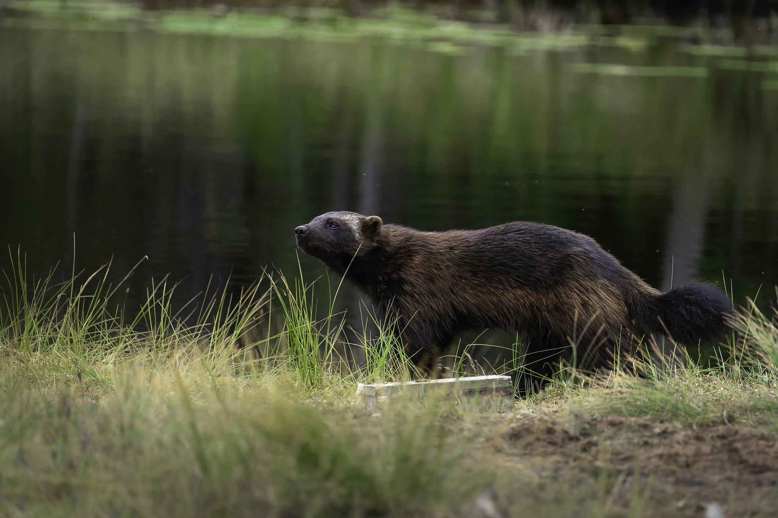 Wolverine moving quickly along the lakeside in the Finnish wilderness during an overnight wildlife photography session