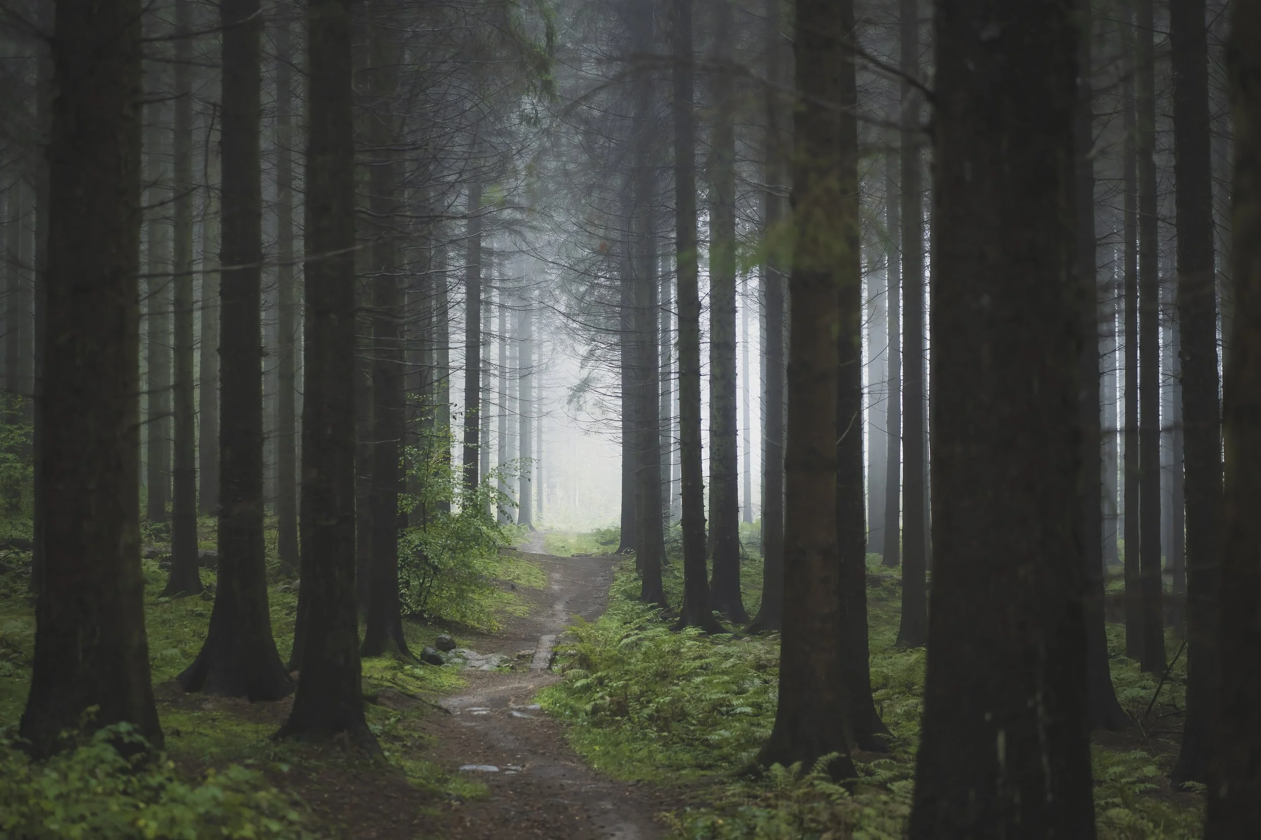 Dark forest path disappearing into mist between tall evergreen trees