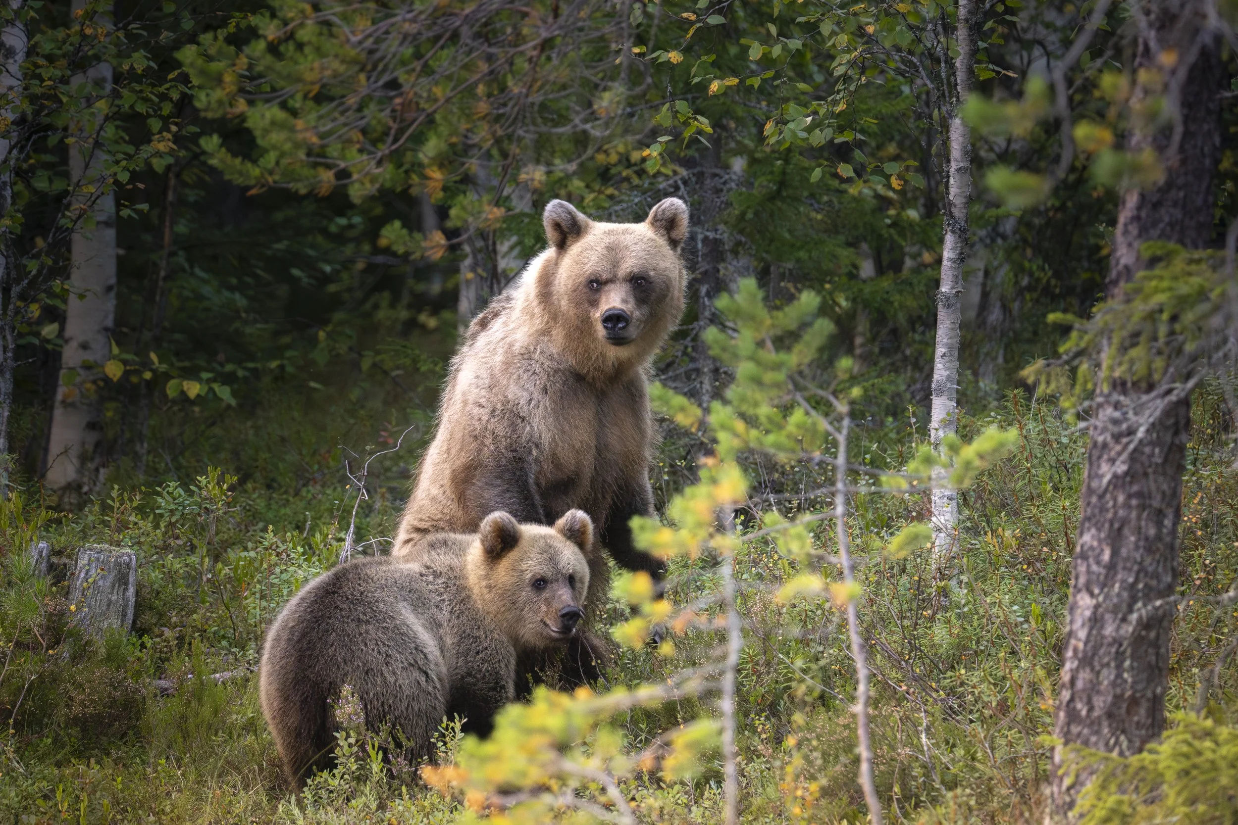 Brown bear mother and cub standing in the forest near Kuhmo Bear Centre in eastern Finland