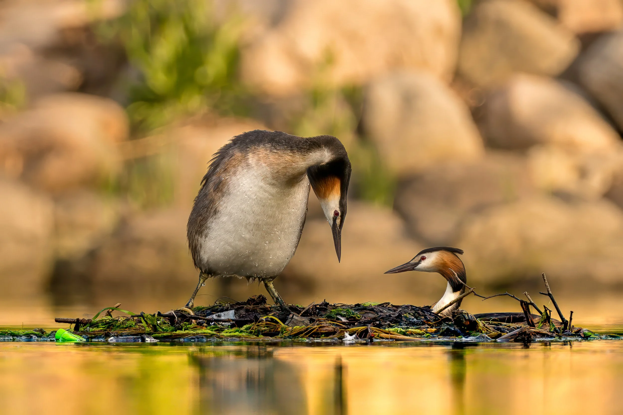 Crested grebe preparing for mating at a nest at Kalveboderne, Copenhagen, Denmark