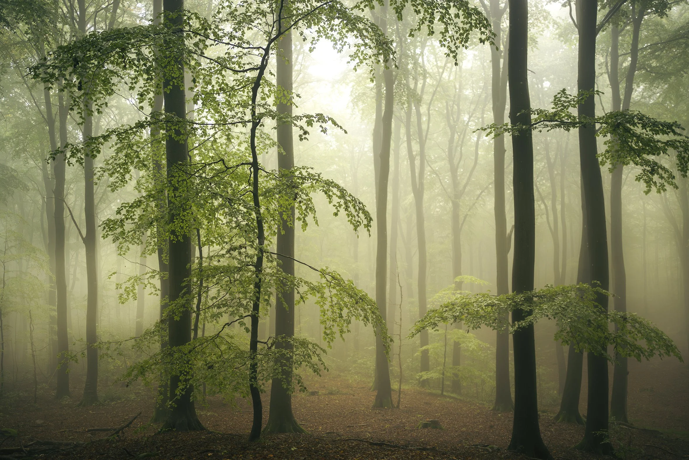 Misty green forest with soft morning light filtering through tall trees