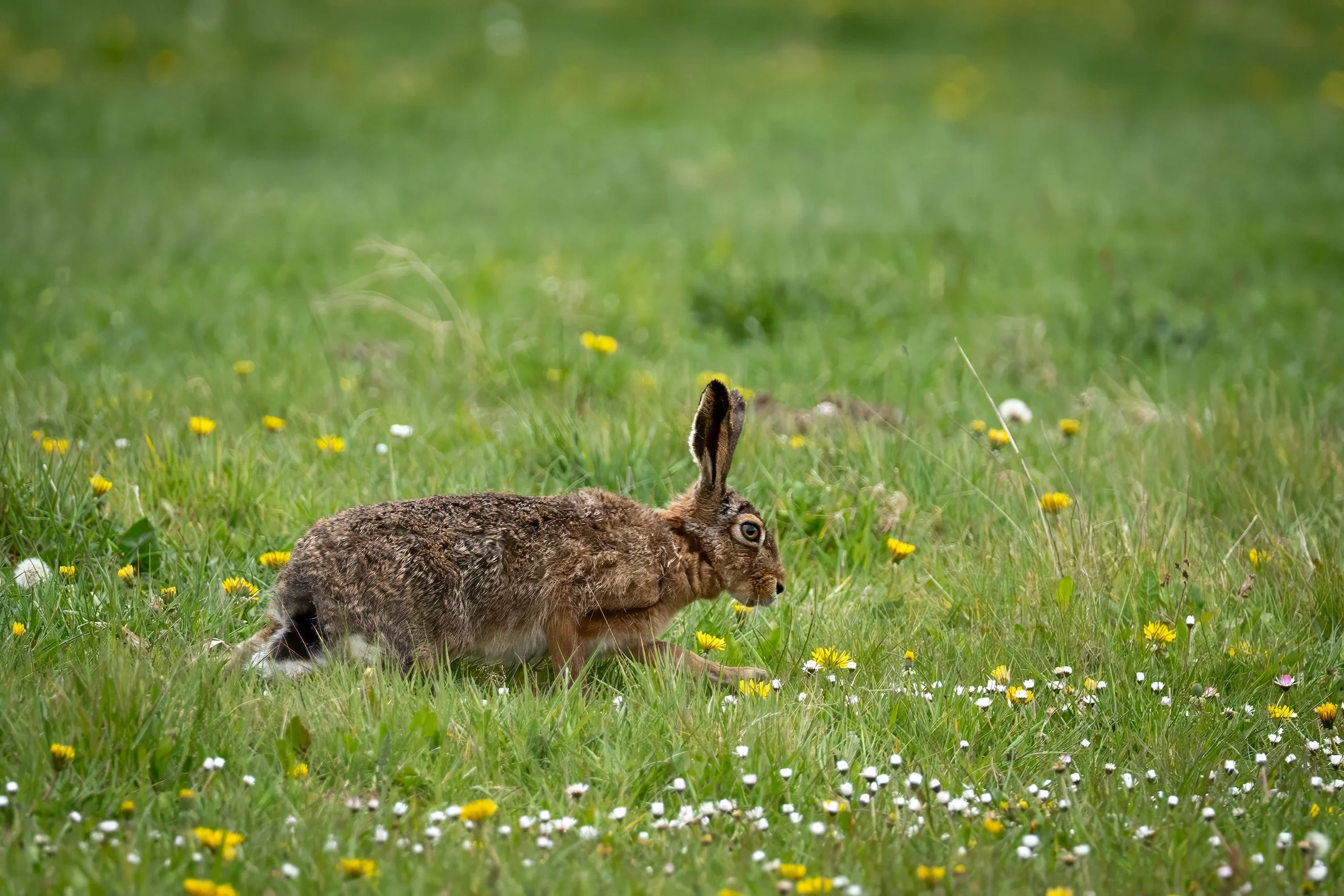 A hare grazing in a grass field with spring flowers