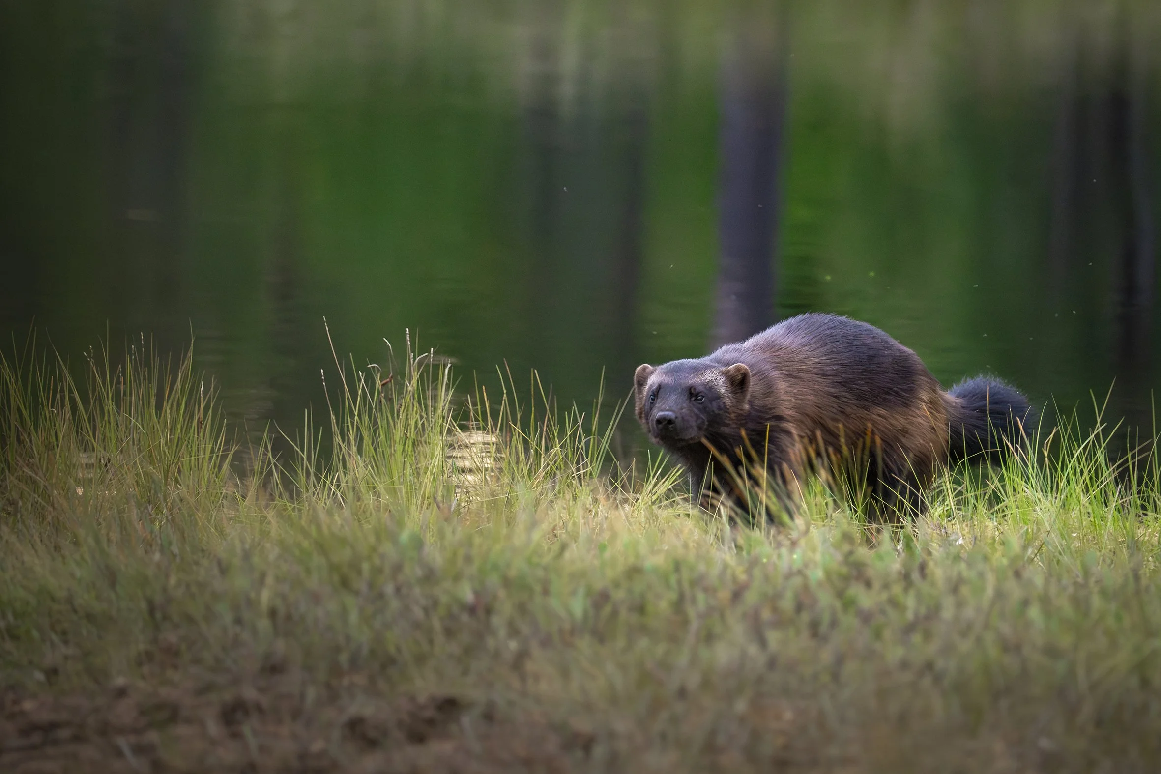 A wolverine running fast along the shore of a lake in Finland