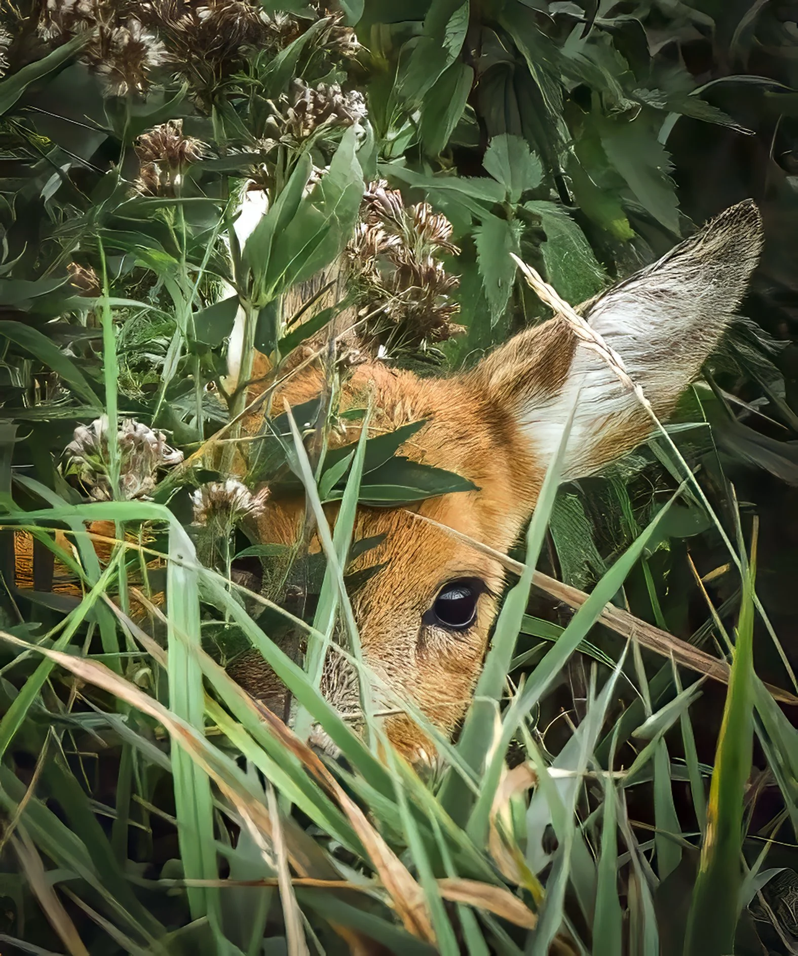 A young deer, peeking out from behind a small bush