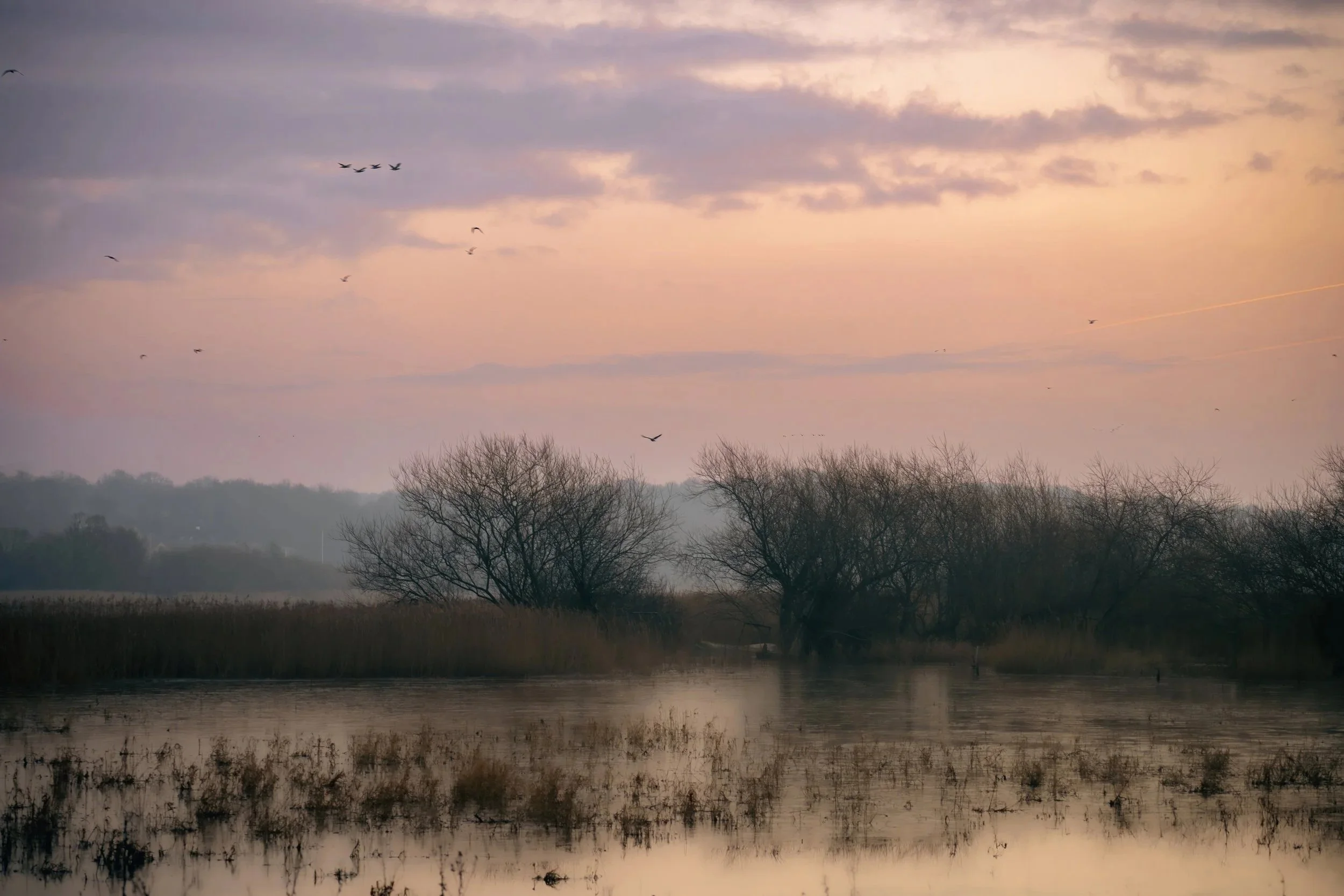 Misty wetland landscape at sunrise with soft light and calm water reflections