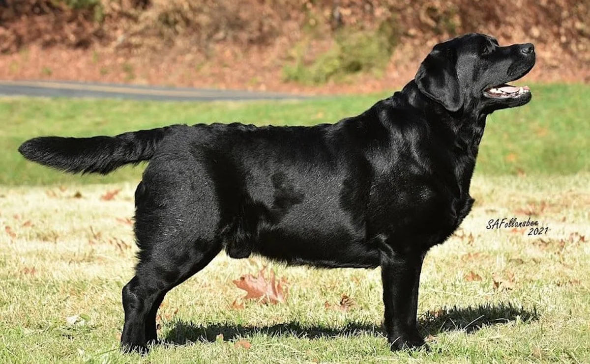 Black Labrador Retriever standing outdoors on grass with fallen leaves, facing right with mouth open, in front of a blurred background of red and green foliage.