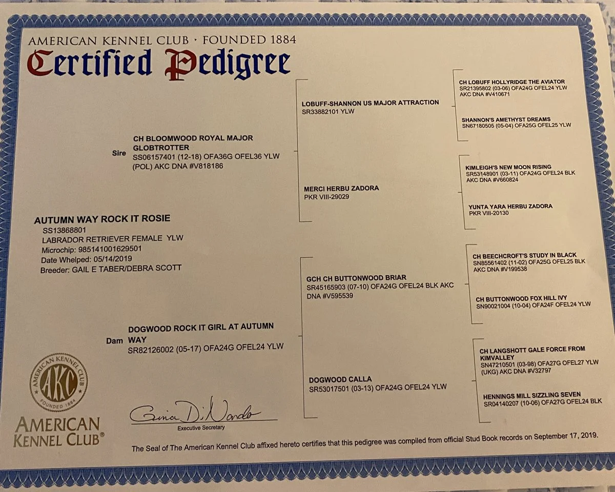 Certificate of certified pedigree from the American Kennel Club for a Labrador Retriever female puppy named Autumn Way Rock It Rosie, born on May 14, 2019, including details of the sire, dam, microchip number, breeder, and a signature from the executive secretary.