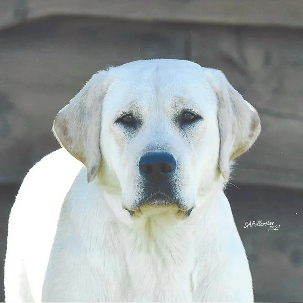 Close-up of a yellow Labrador retriever dog with a neutral expression, dark eyes, and a black nose, with a blurred dark wooden background.