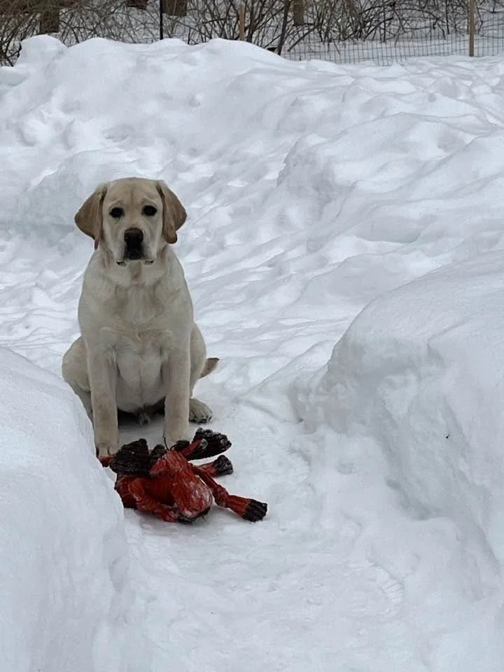 A yellow Labrador Retriever sitting in the snow with a red and black dog toy in front of it.