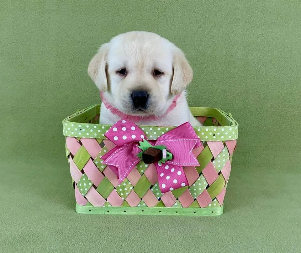 A cute yellow Labrador puppy sitting inside a pink and green woven basket with a pink and white polka dot bow.