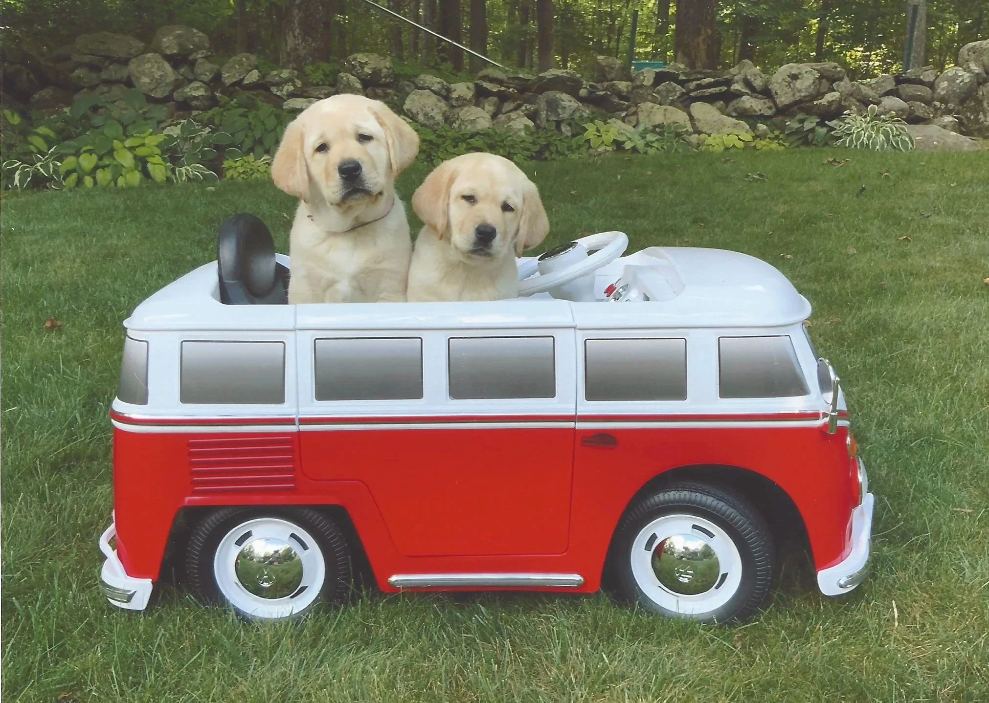Two Labrador puppies sitting inside a small red and white toy car on a grassy lawn with trees in the background.