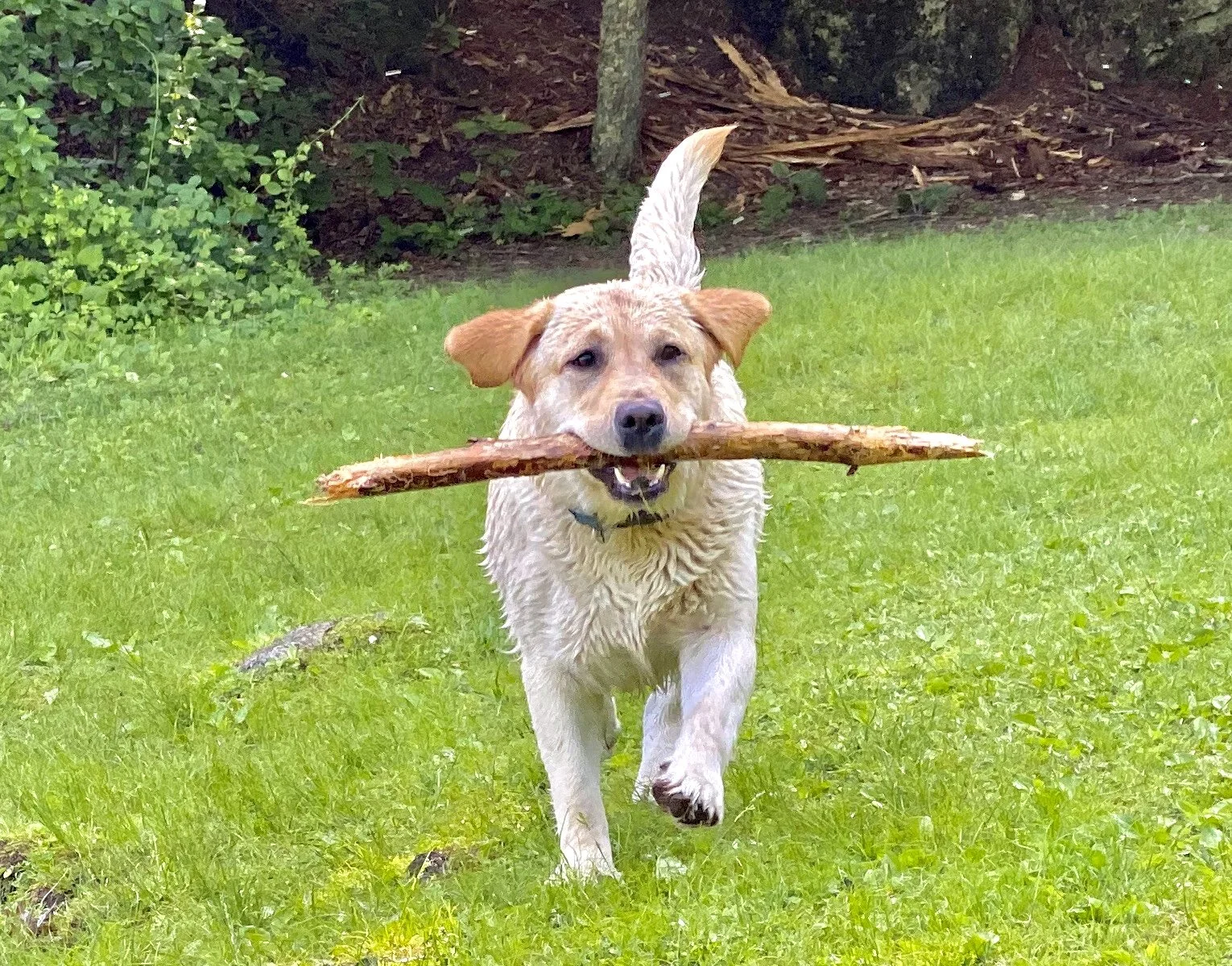 A playful dog running on green grass with a large stick in its mouth, surrounded by trees and bushes.