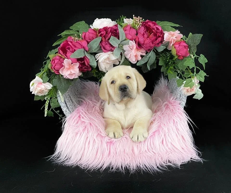 A cute yellow Labrador puppy lying on a pink feathered blanket inside a basket decorated with pink, white, and purple flowers and green leaves against a black background.