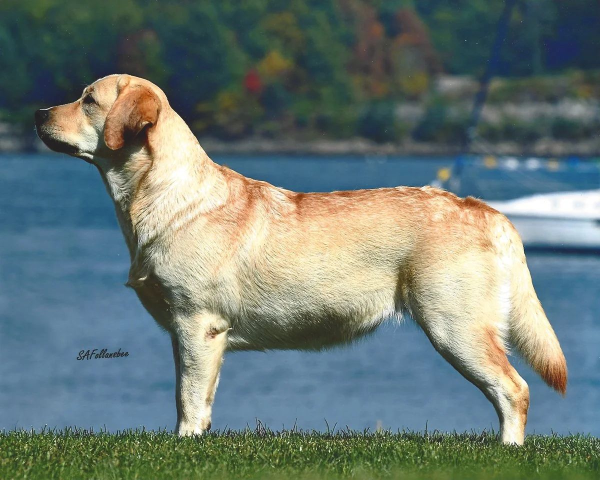 A yellow Labrador Retriever standing on grass by a body of water with a boat in the background.