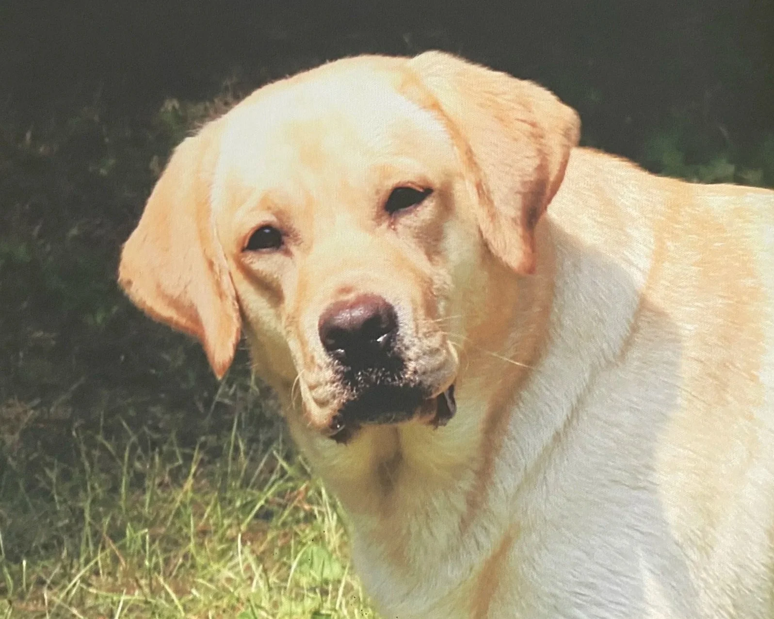 A close-up of a light-colored Labrador Retriever puppy lying on grass.