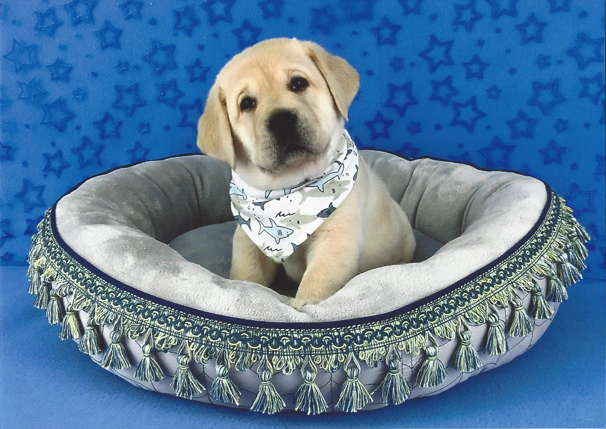 A cute puppy with a tan coat and long ears sitting in a plush pet bed with a white and blue shark-patterned bandana around its neck, against a blue background with star patterns.
