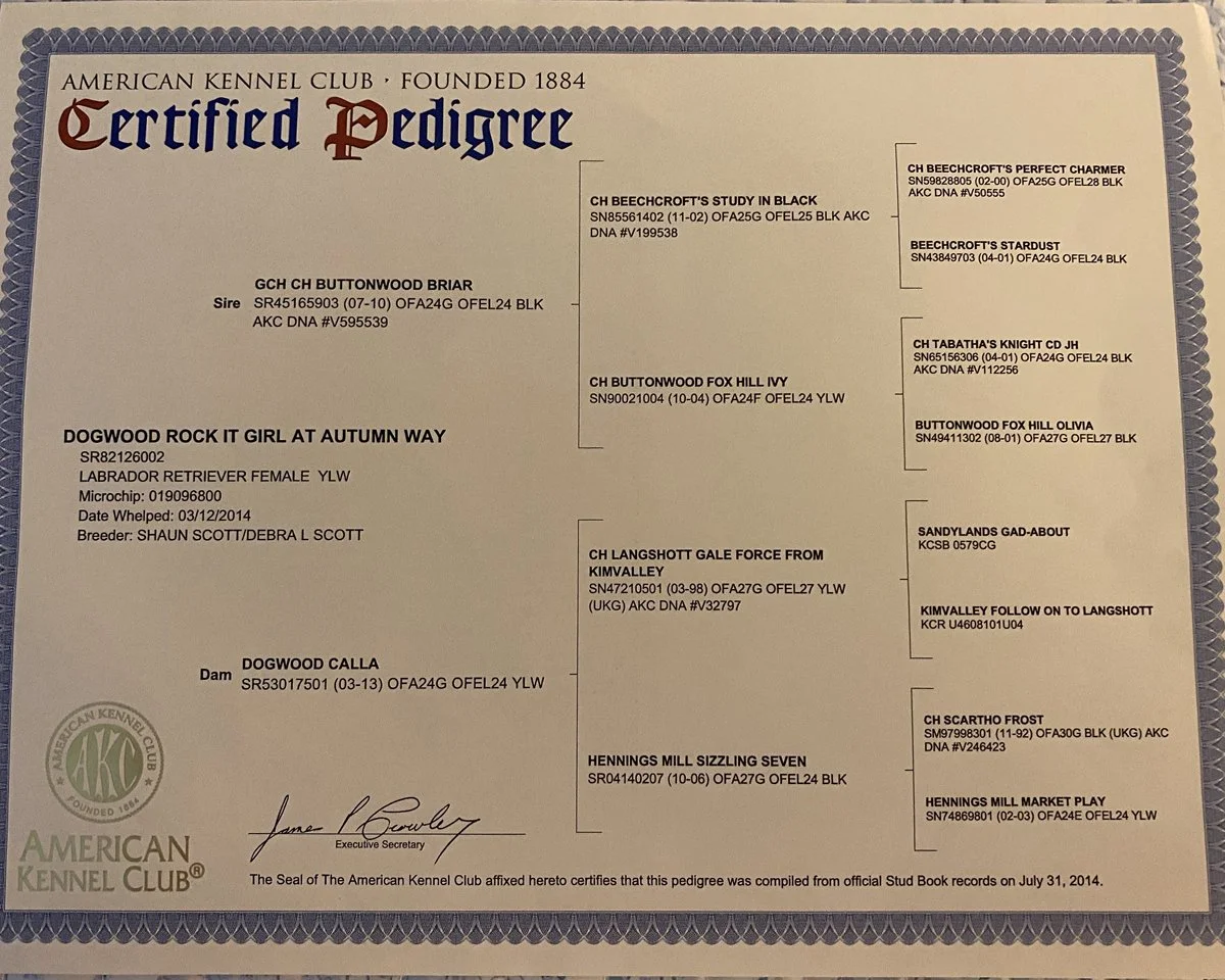 A certificate from the American Kennel Club recognizing the pedigree of a dog. It includes details about the dog's ancestors, such as names, registration numbers, and lineage. The certificate is signed by the Executive Secretary of the American Kennel Club.