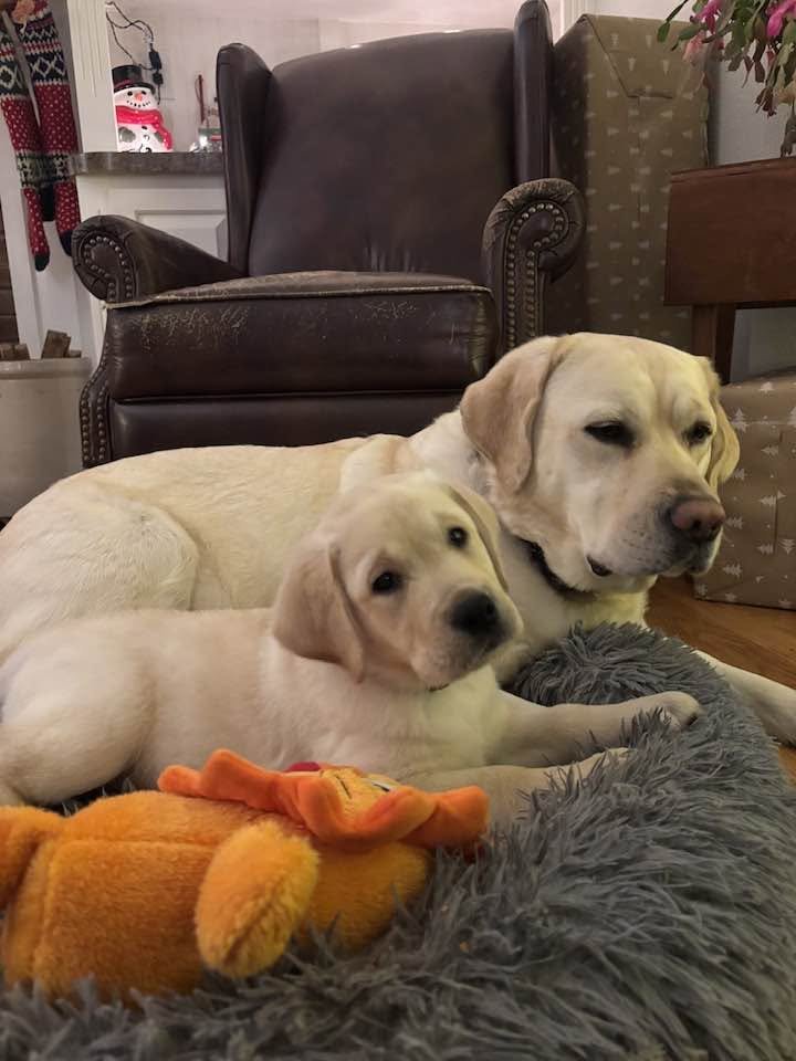 Two yellow Labrador retriever puppies lying on a gray, fluffy dog bed with a plush tiger toy in front of them. An adult Labrador is lying behind them. In the background, there is a brown leather armchair, a table, and some house decor.