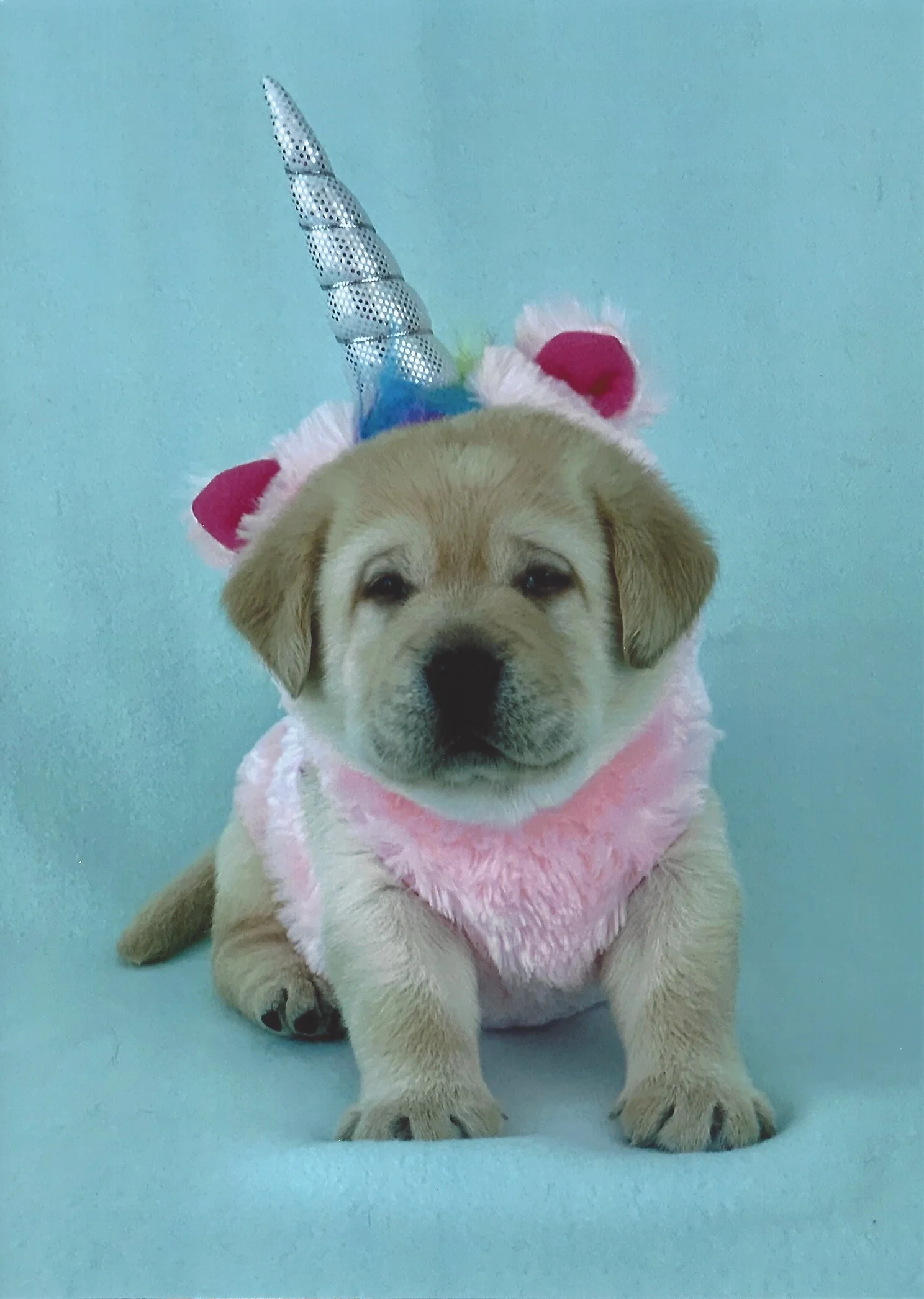 A Labrador puppy dressed in a pink fluffy costume with a unicorn horn headband, sitting on a blue surface against a plain background.