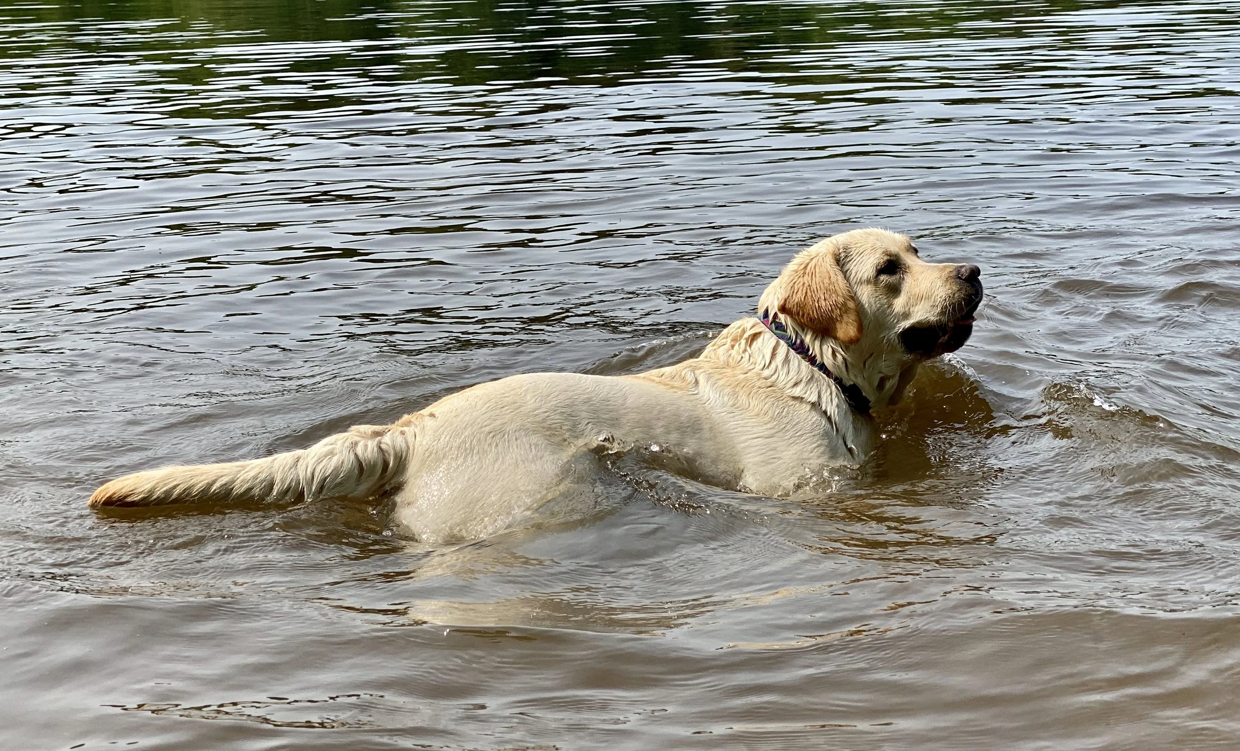 A yellow Labrador retriever swimming in a body of water, facing to the right, with ripples in the water around it.