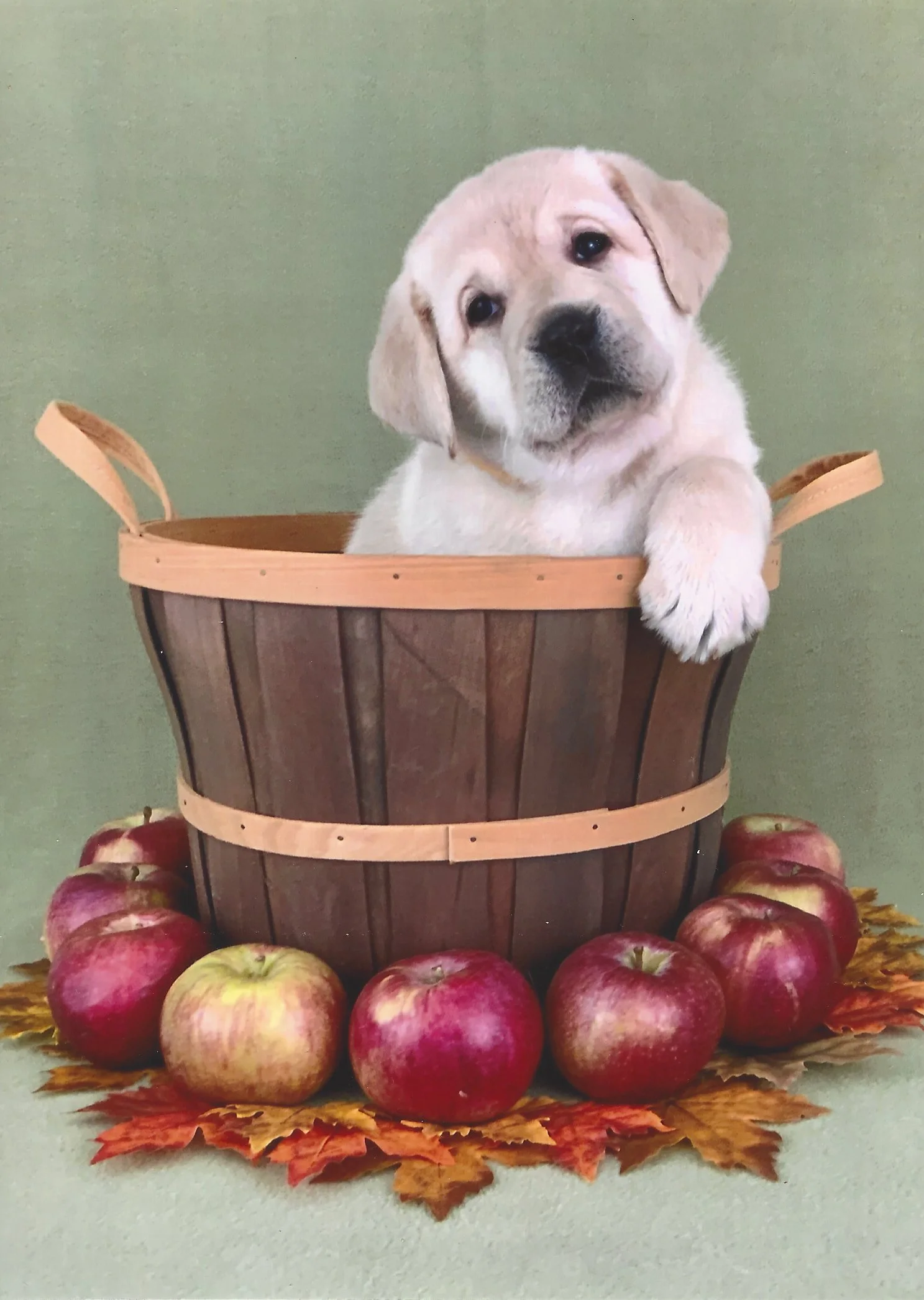 A cute puppy sitting inside a wooden basket, surrounded by red and yellow apples and fallen autumn leaves on a light-colored surface.
