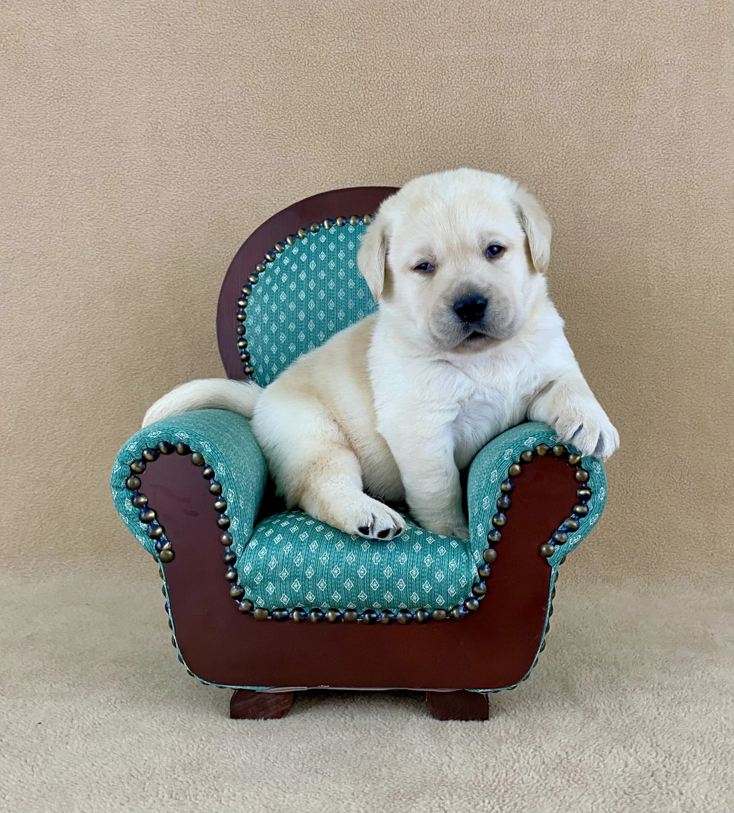A yellow Labrador puppy sitting on a small upholstered chair with a red and teal patterned fabric and decorative metal studs, against a beige wall.