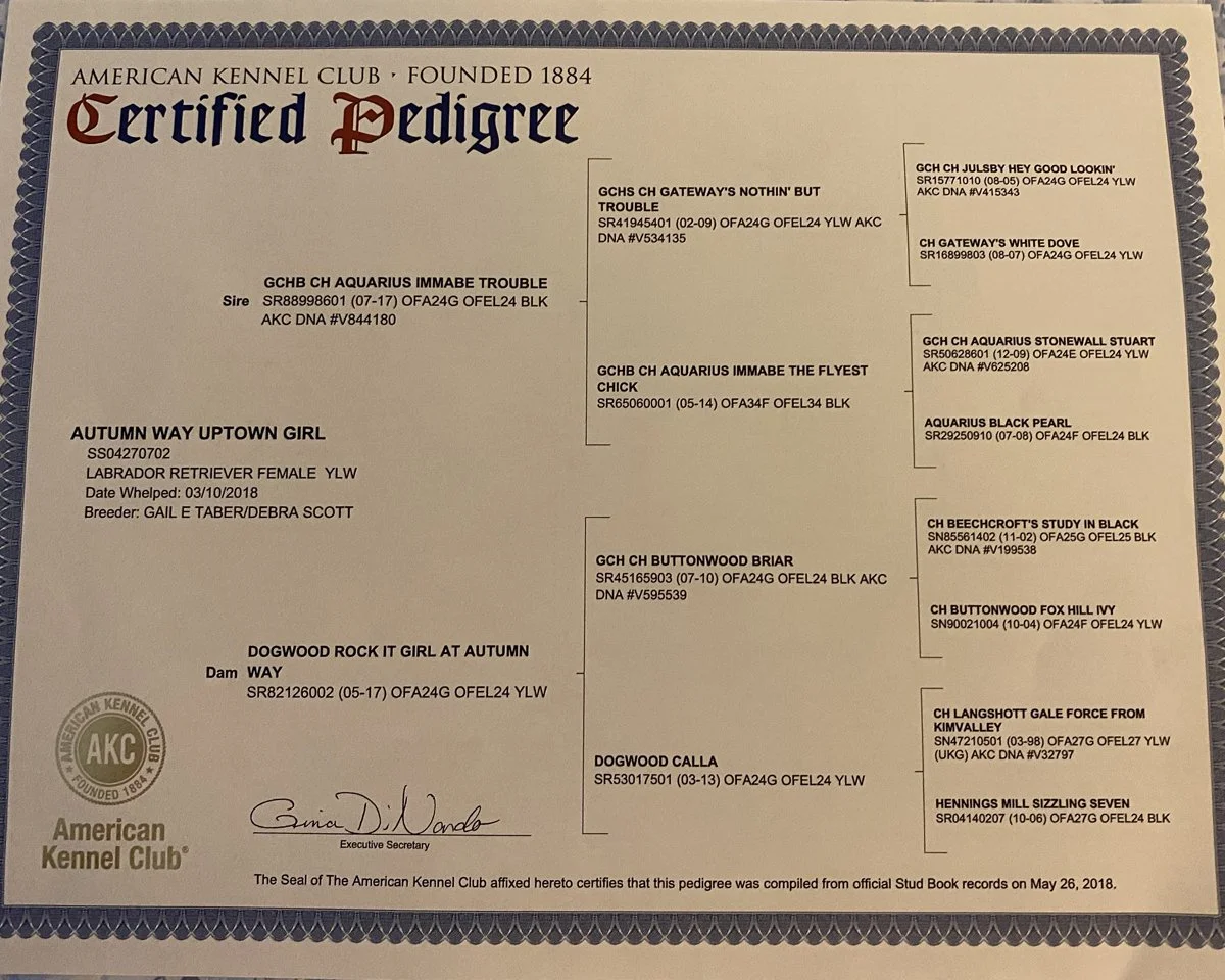 A certificate from the American Kennel Club for a Labrador Retriever named Autumn Way Uptown Girl, born on 03/10/2018, with details of lineage and certified pedigree.