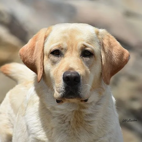 Close-up of a yellow Labrador Retriever with a neutral expression, outdoors with blurred rocks in the background.
