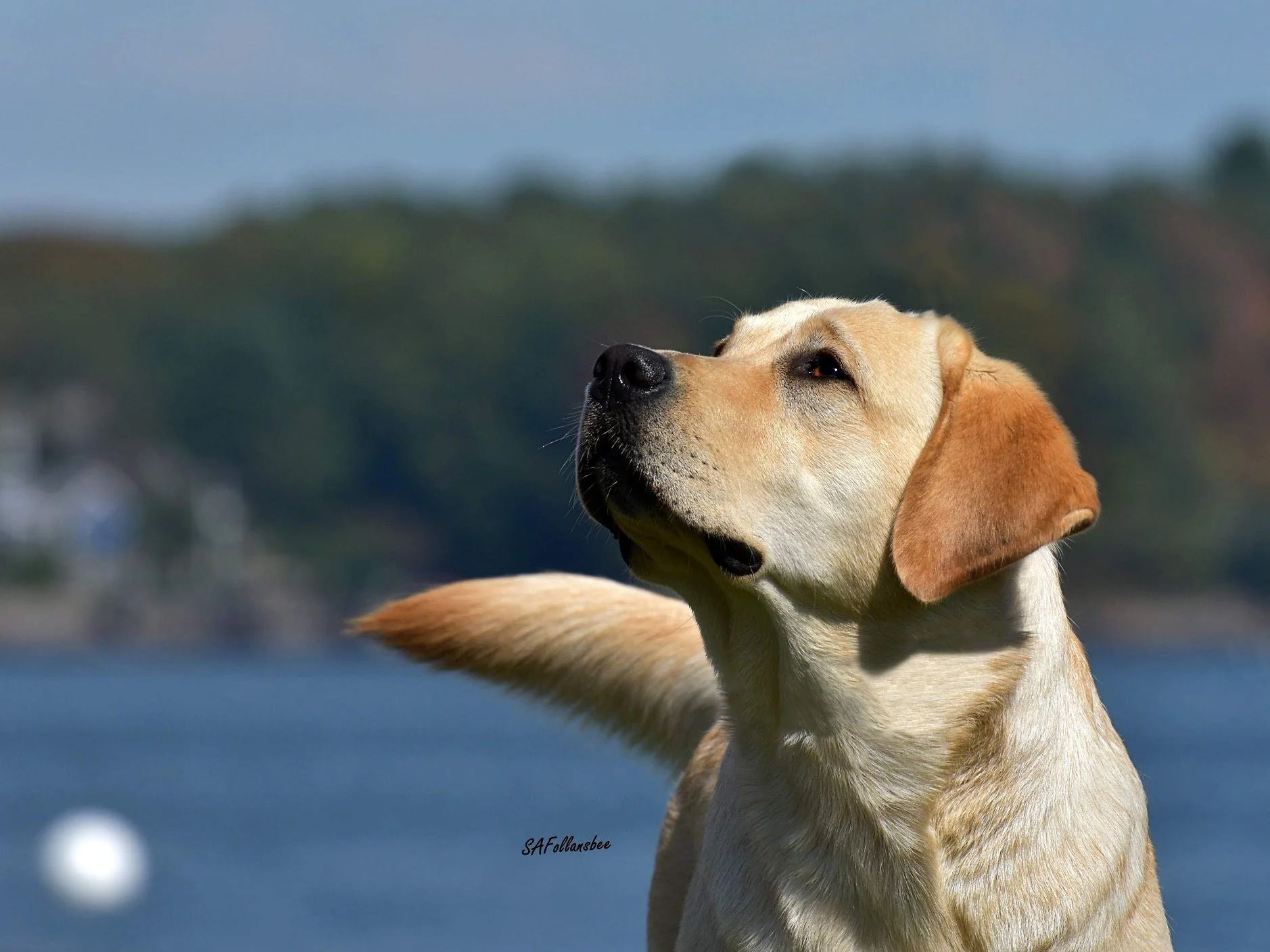 Close-up of a tan and white Labrador Retriever dog with a black nose, looking to the side with a focused expression, outdoors, with blurred background of green trees and water.