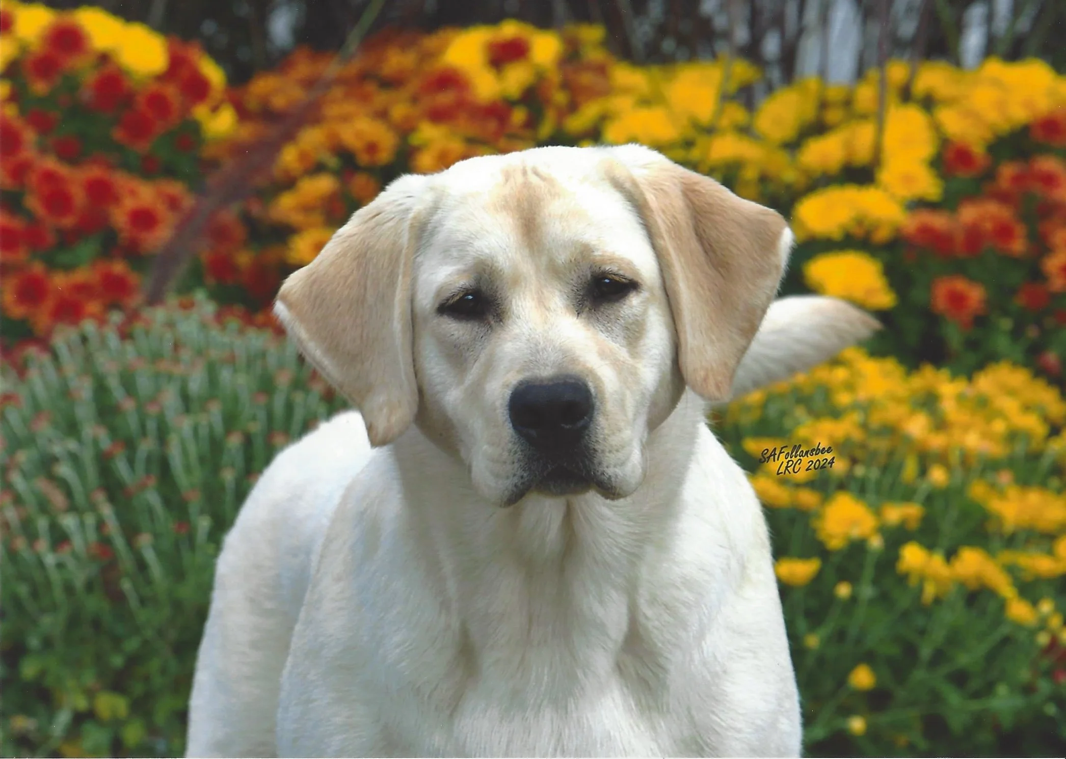 A light-colored dog with floppy ears and dark eyes in a garden with yellow and red flowers