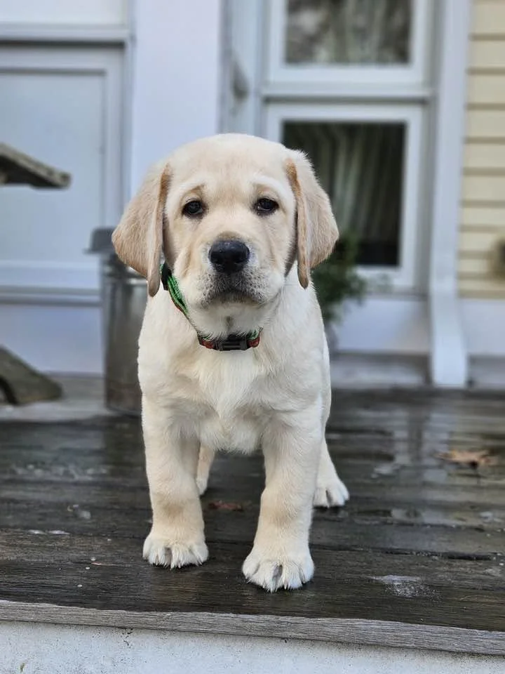 Adorable yellow Labrador Retriever puppy standing on a wooden porch with a house in the background.