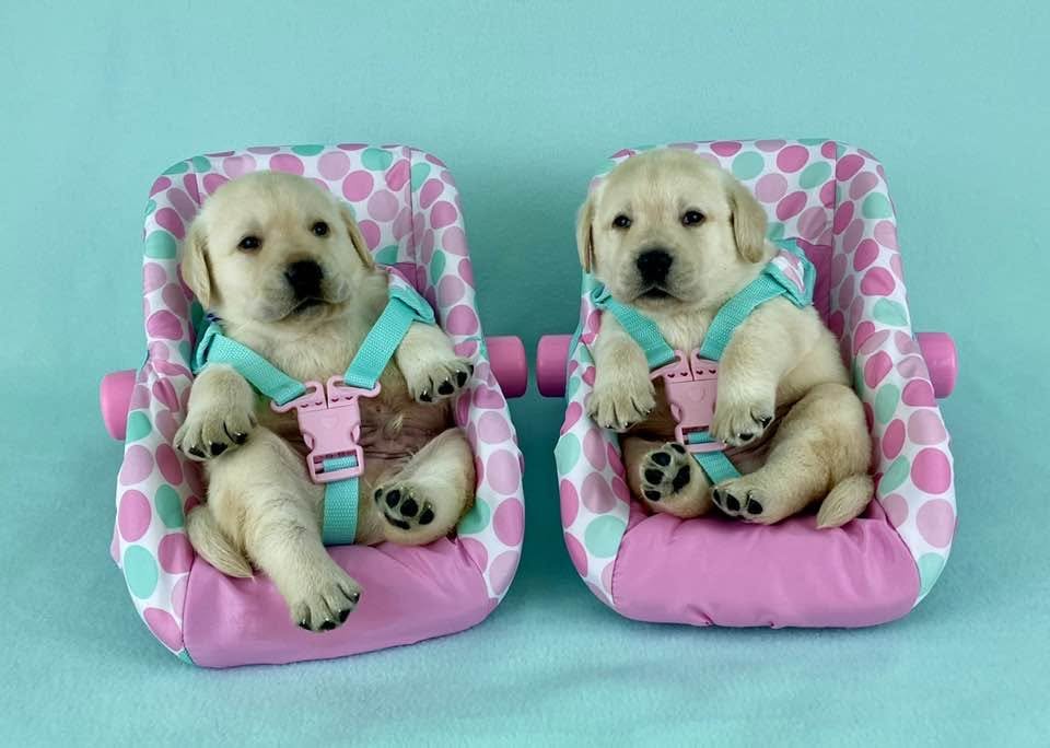 Two adorable yellow Labrador puppies sitting in pink and polka dot baby seats against a teal background.