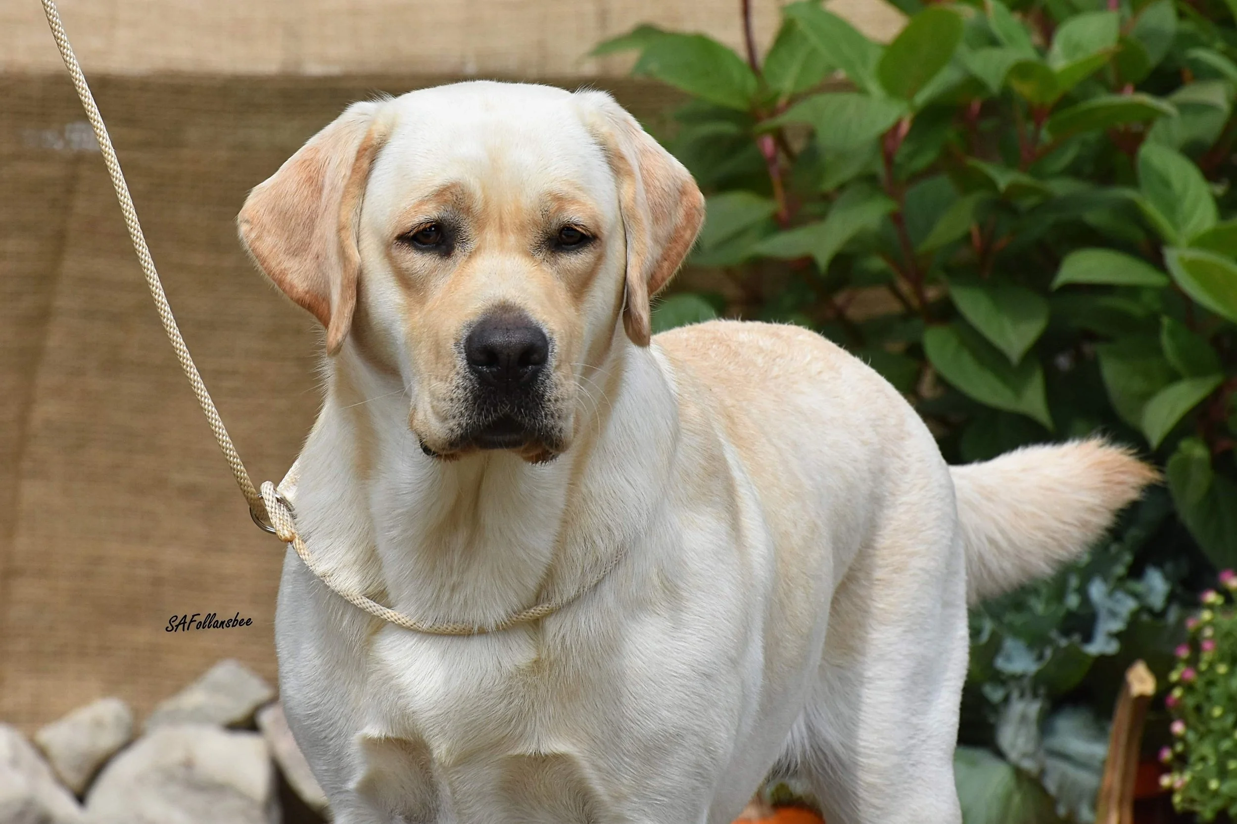 A yellow Labrador Retriever dog with a light coat standing outdoors near green bushes and a wooden fence.