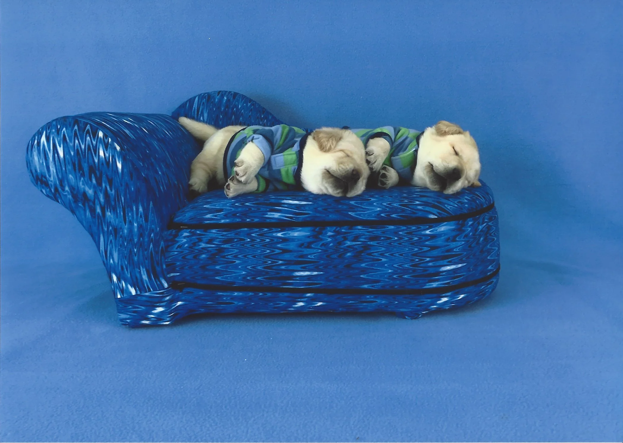 Two puppies laying on a patterned blue chair with a solid blue background. They are wearing green, blue, and gray striped sweaters and appear to be sleeping.