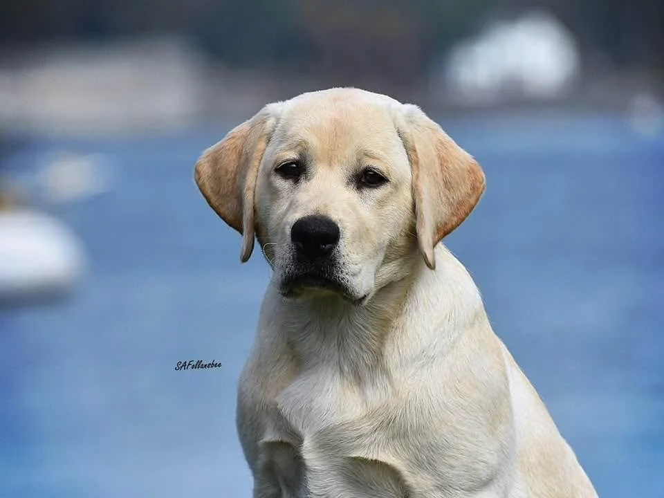 A Labrador retriever puppy sitting outdoors with a body of water in the background.