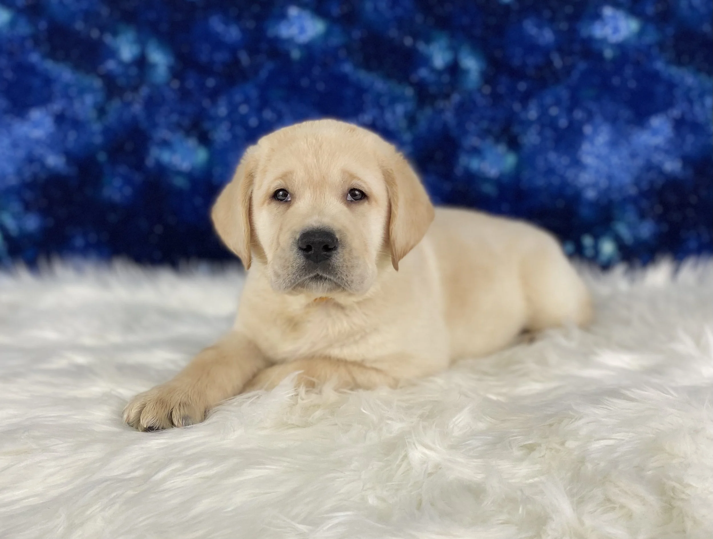 A yellow Labrador Retriever puppy lying on a white fluffy surface with a blue glittery background.
