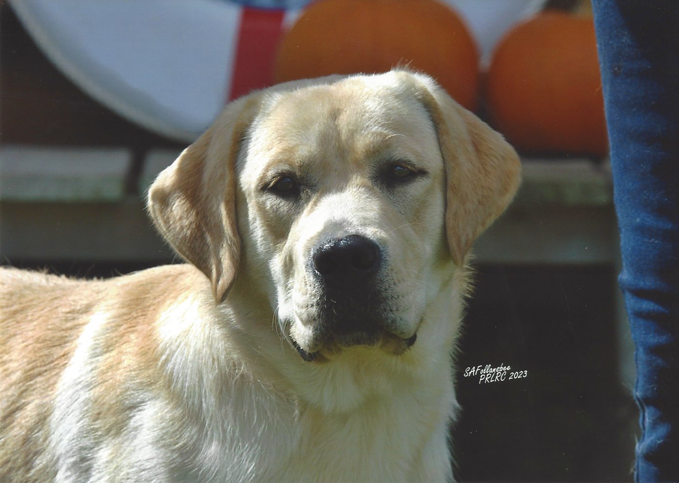 A close-up of a yellow Labrador Retriever dog standing outdoors with a person wearing blue jeans nearby. In the background are orange pumpkins on a bench.