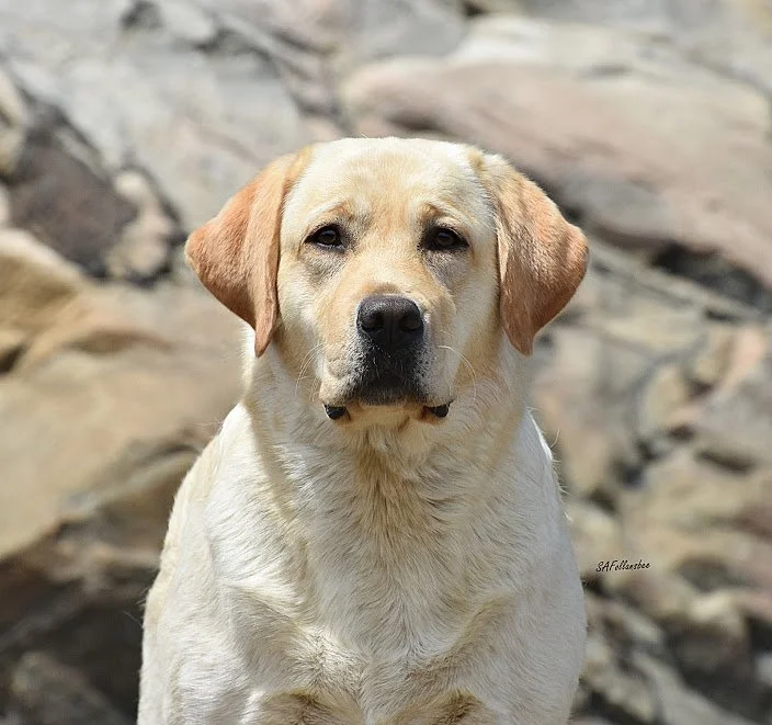A yellow Labrador Retriever sitting outdoors with a rocky background.