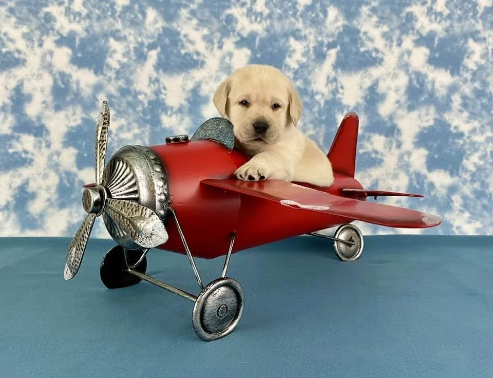 A cute Labrador retriever puppy sitting inside a small red toy airplane with a cloudy sky background.