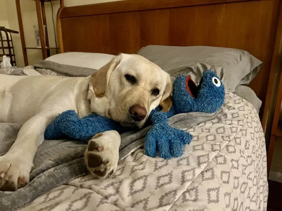 A yellow Labrador retriever lying on a bed, resting its head on a sock puppet Cookie Monster plush toy.