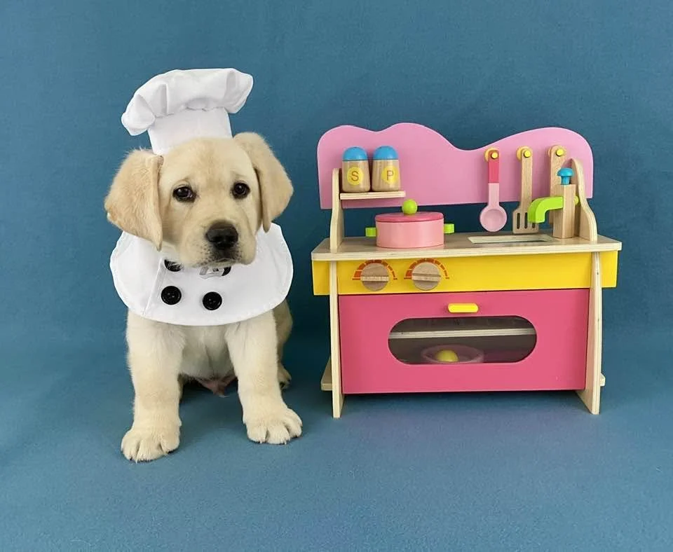 Labrador puppy dressed as a chef with a toy kitchen set.