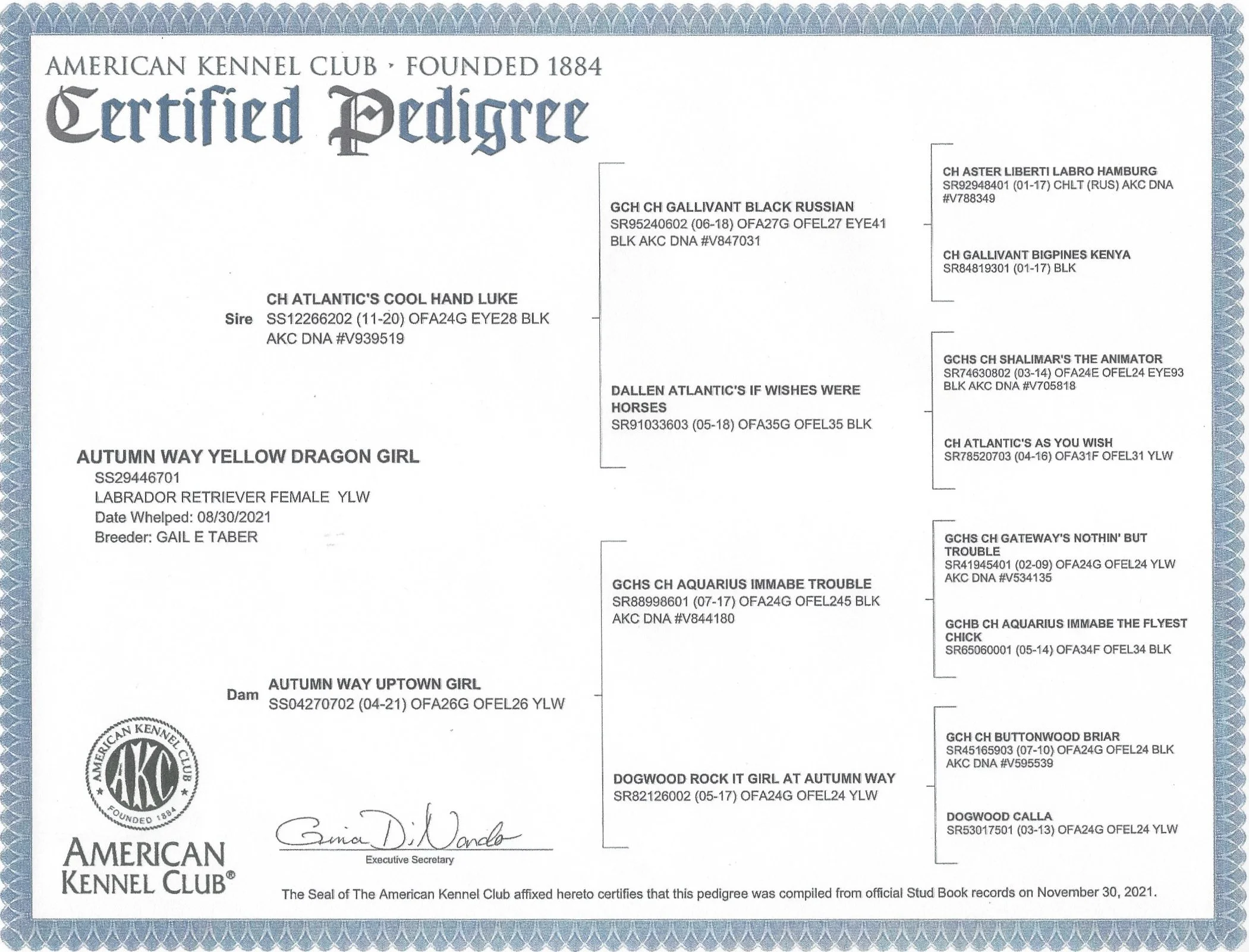 Certificate from the American Kennel Club certifying a dog pedigree for a Labrador Retriever female named Autumn Way Yellow Dragon Girl, whelped on August 30, 2021, bred by Gail E Taber.